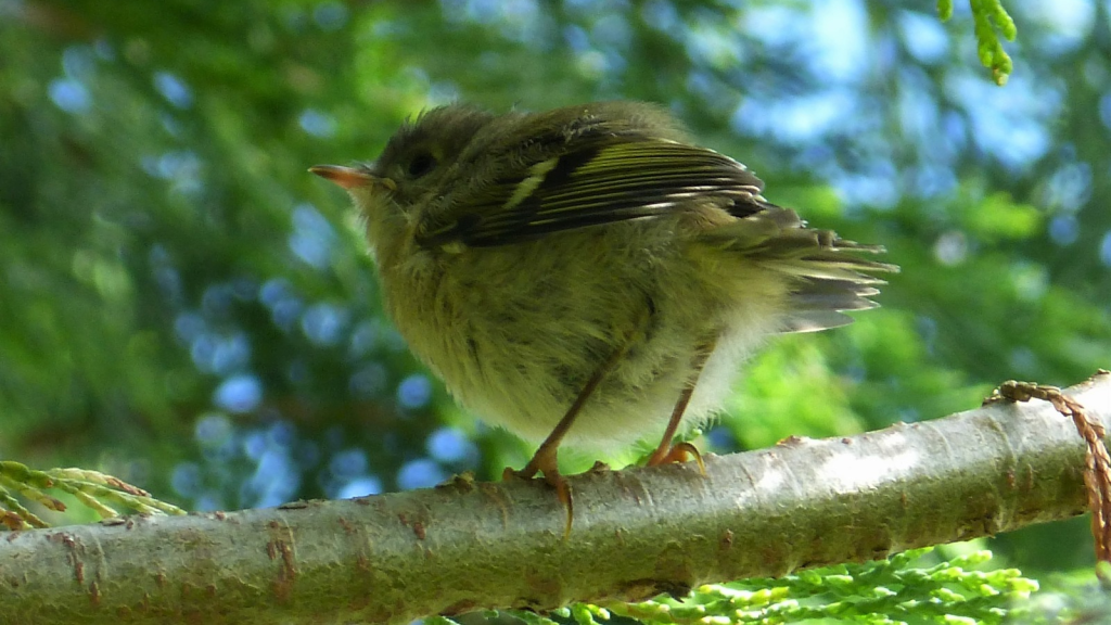 Goldcrest | Masters of Camouflage