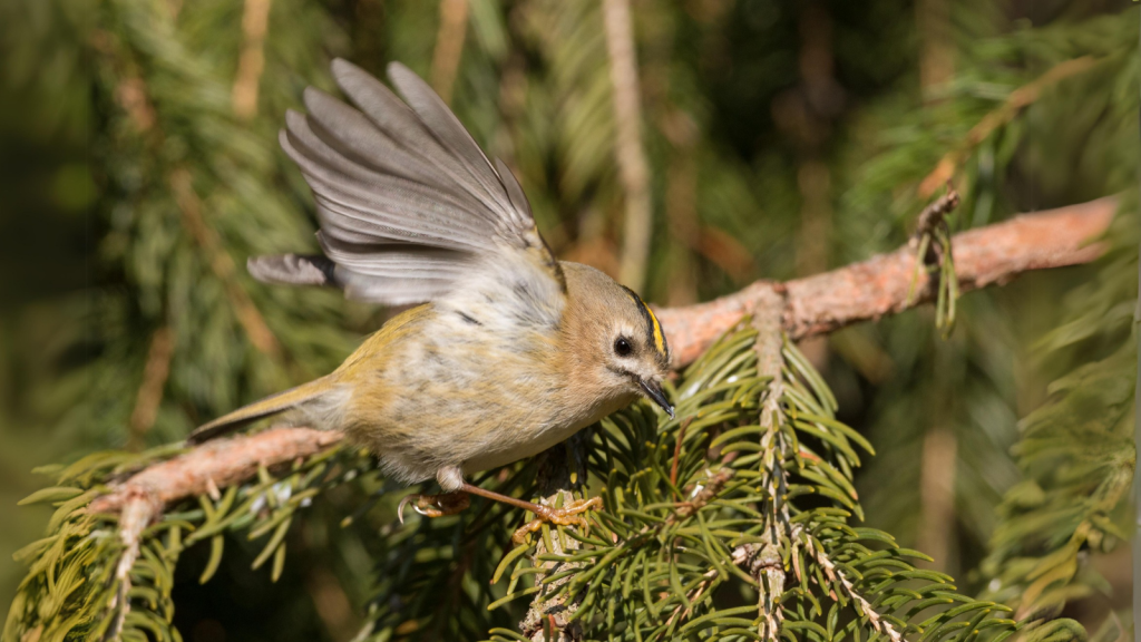 Goldcrest | They Cross the North Sea