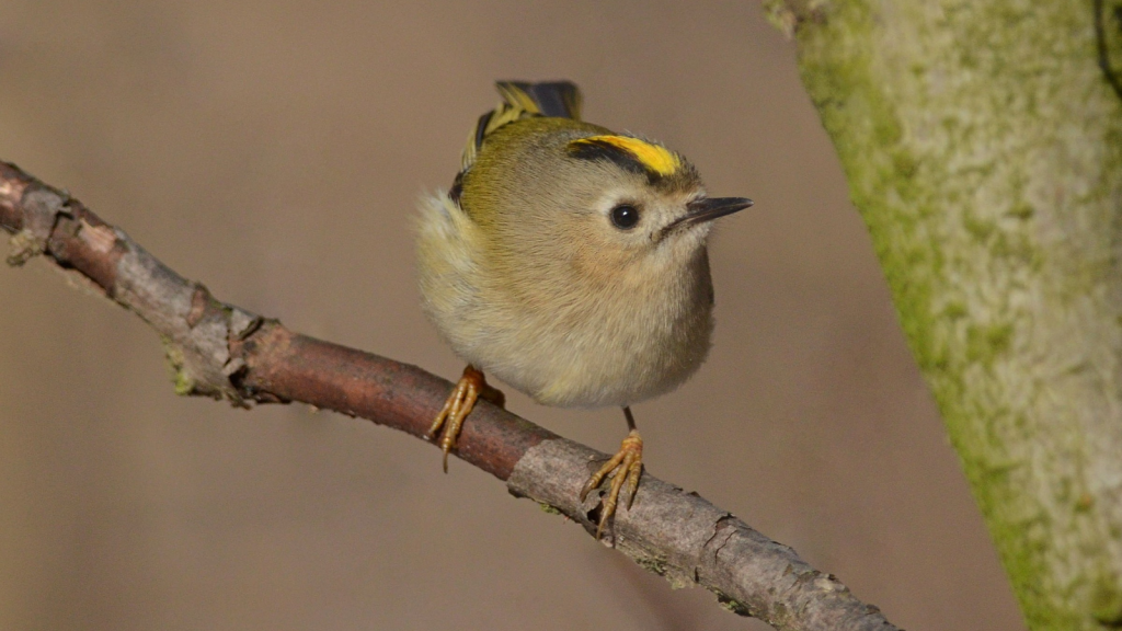 Goldcrest| They're Part of an Ancient Lineage