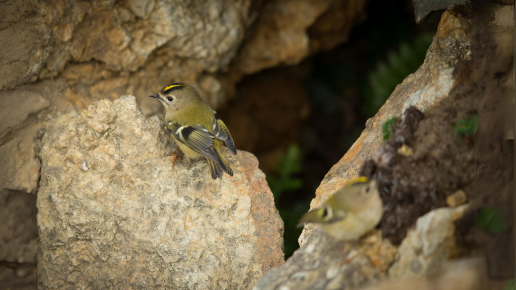 Goldcrest | Winter Huddles