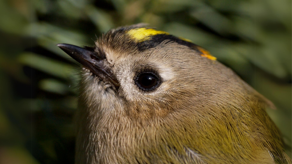 Goldcrest| They Have Incredible Eyesight