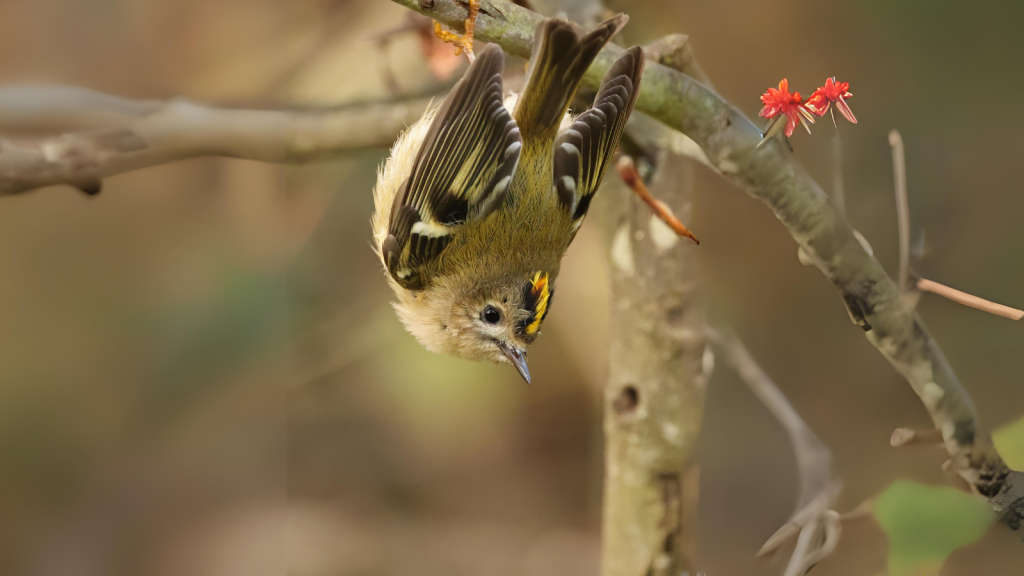 Goldcrest | Acrobatic Feeders