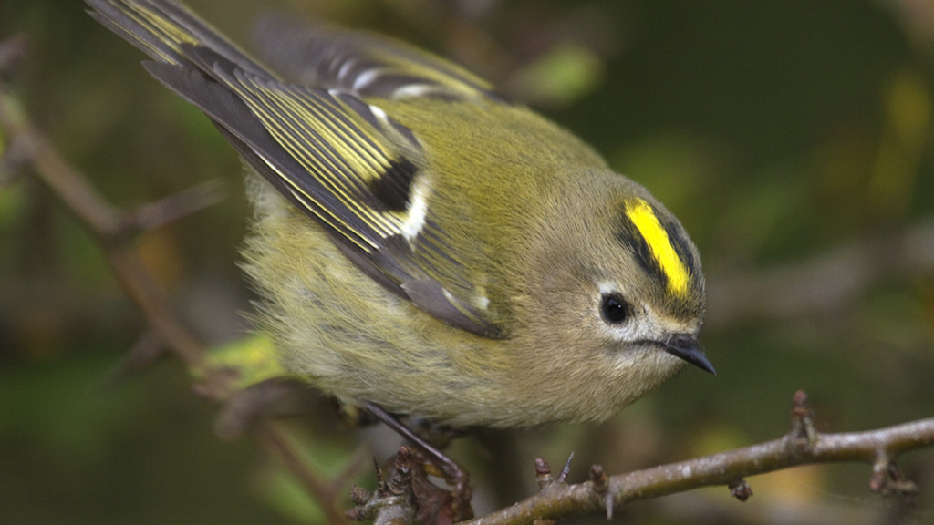 Goldcrest| They're Not Actually Golden