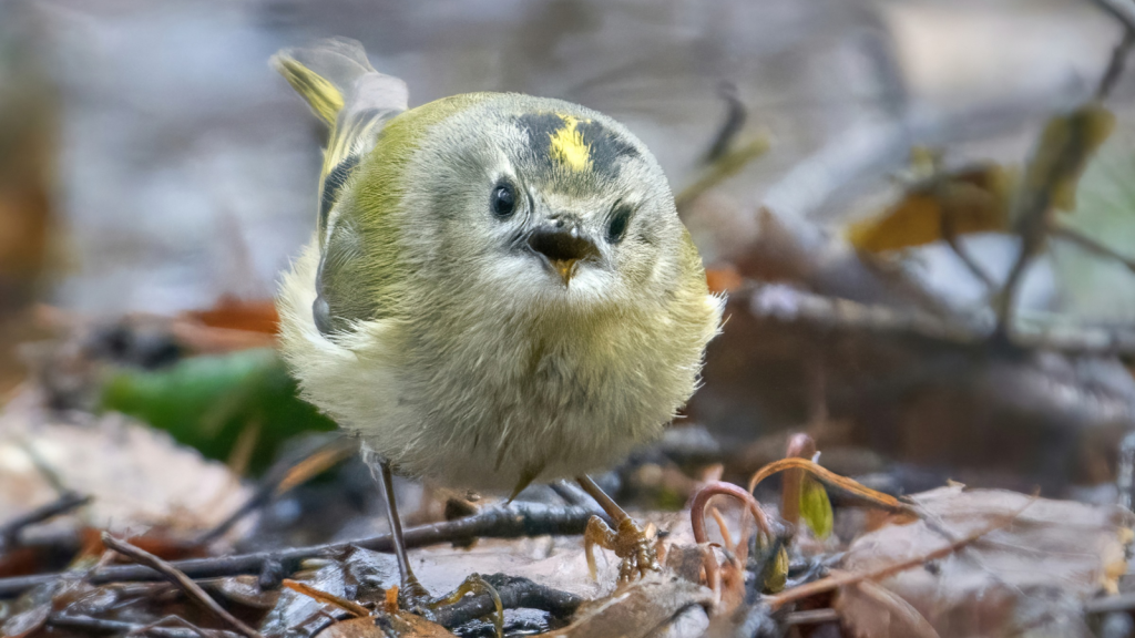 Goldcrest| They Have a 'Micro' Song