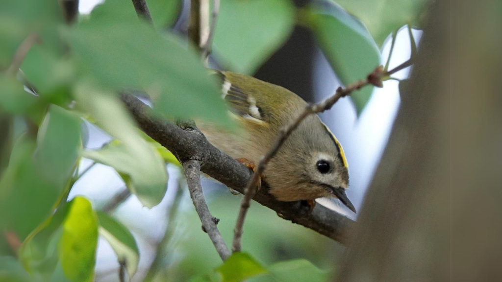 Goldcrest | Indicators of Air Quality