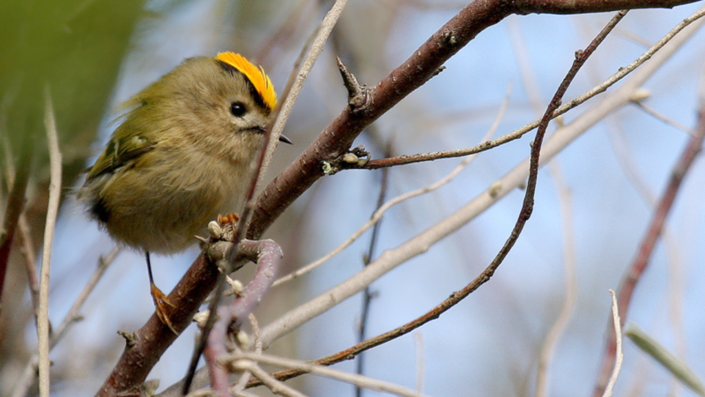 Goldcrest | They Sometimes 'Steal' Spider Webs