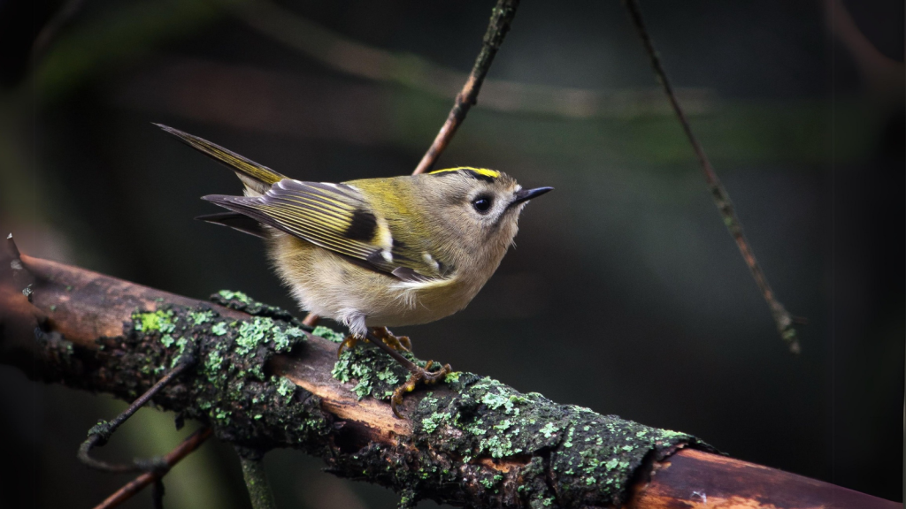 Goldcrests Inspired a Fairy Tale