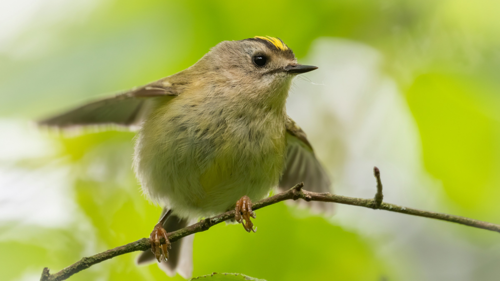 Meet the Goldcrest, Britain's Tiniest Bird