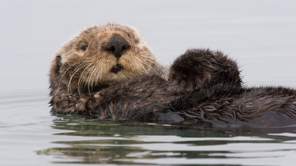 Sea Otters