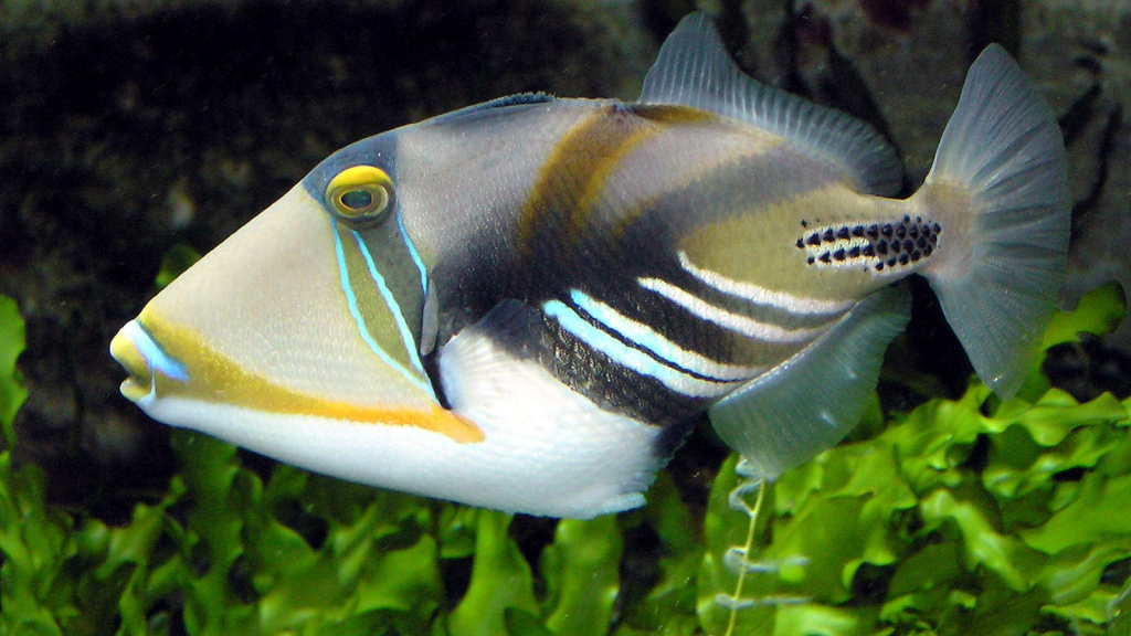 Triggerfish