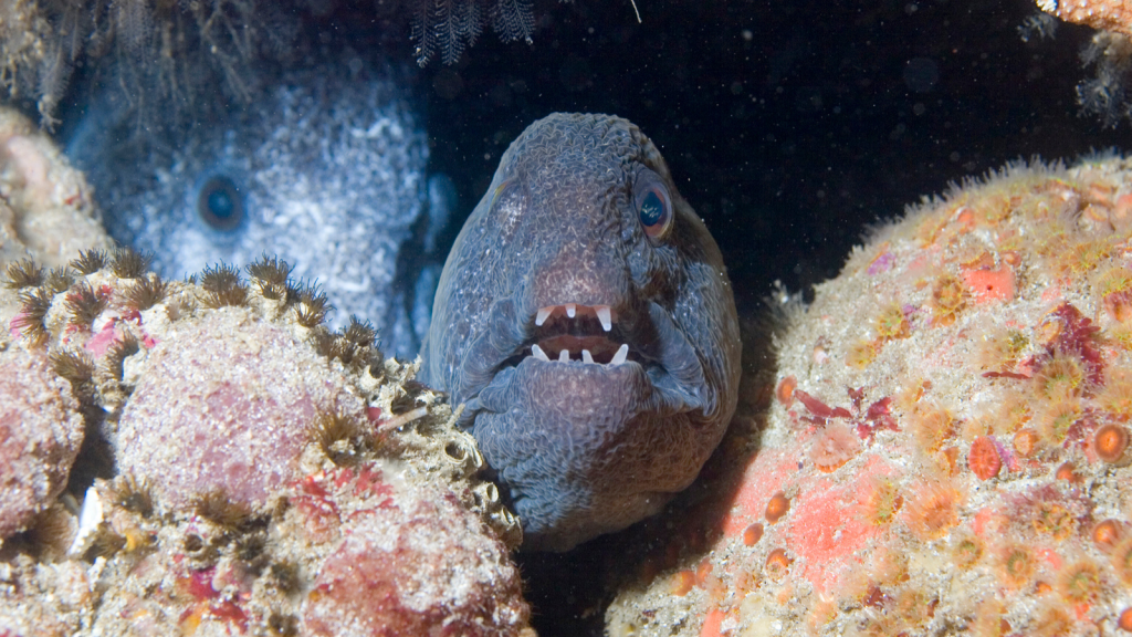 Wolf Eels