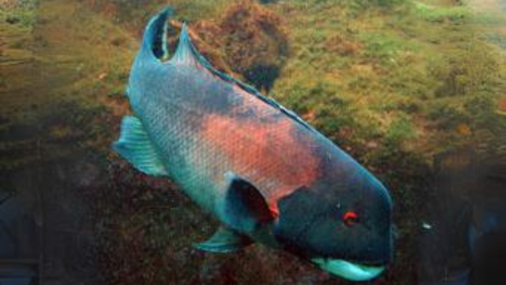 Sheephead Fish