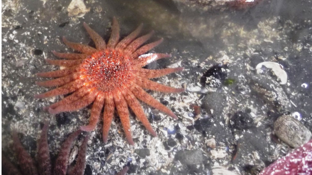 Sunflower Sea Stars