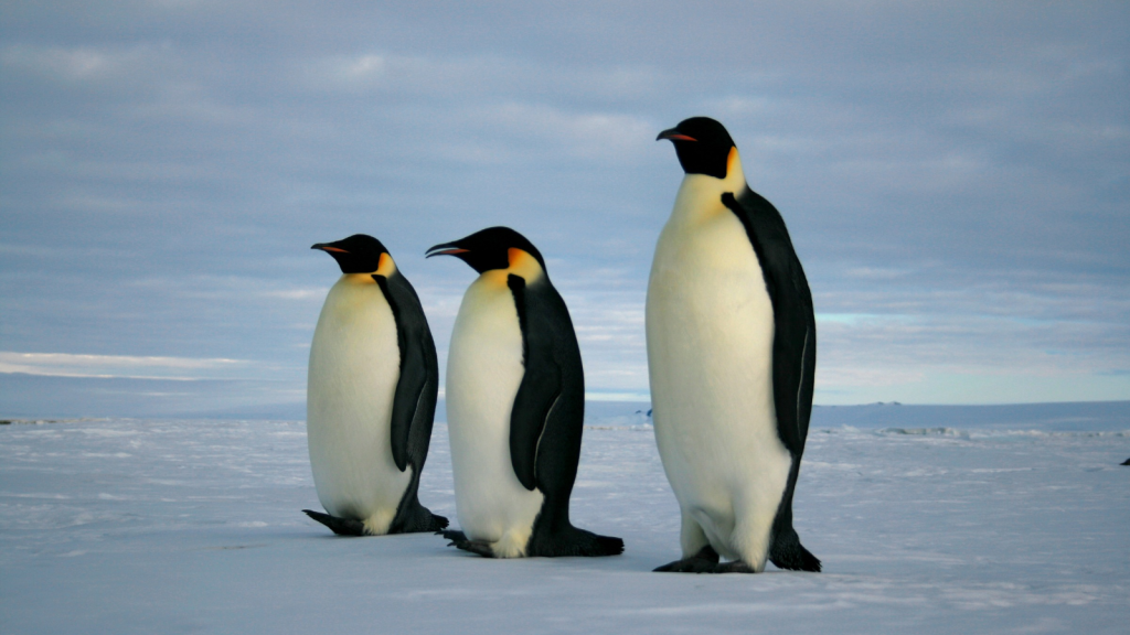 Emperor Penguins