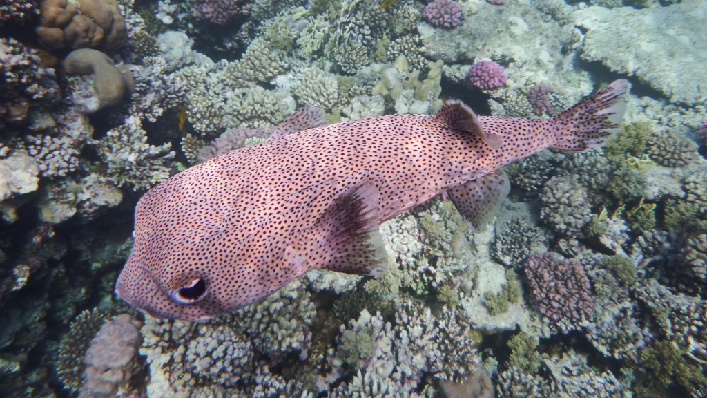 Porcupinefish