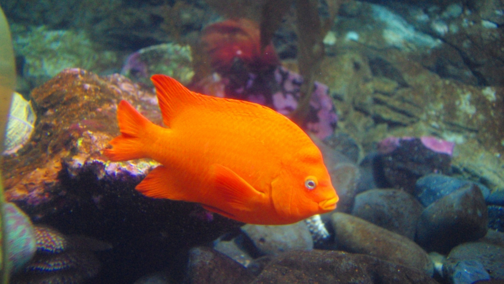 Garibaldi Fish