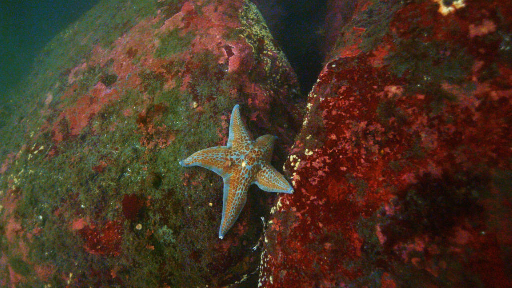 Leather Sea Stars