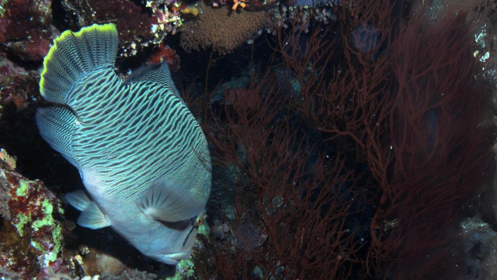 Humphead Wrasse