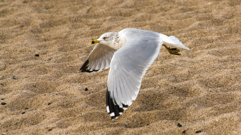 Sea Gulls