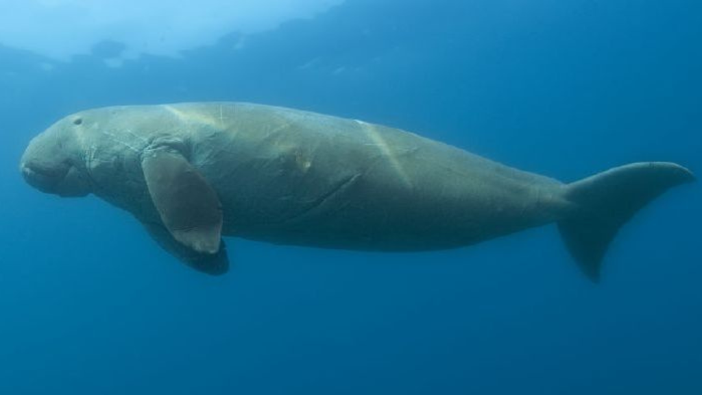 Dugongs