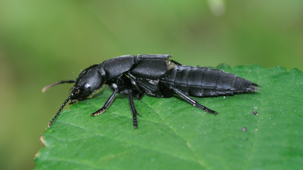 Devil's Coach Horse Beetle