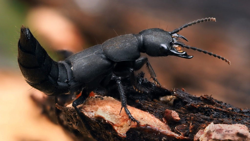 15 Facts About the Devil's Coach Horse Beetle