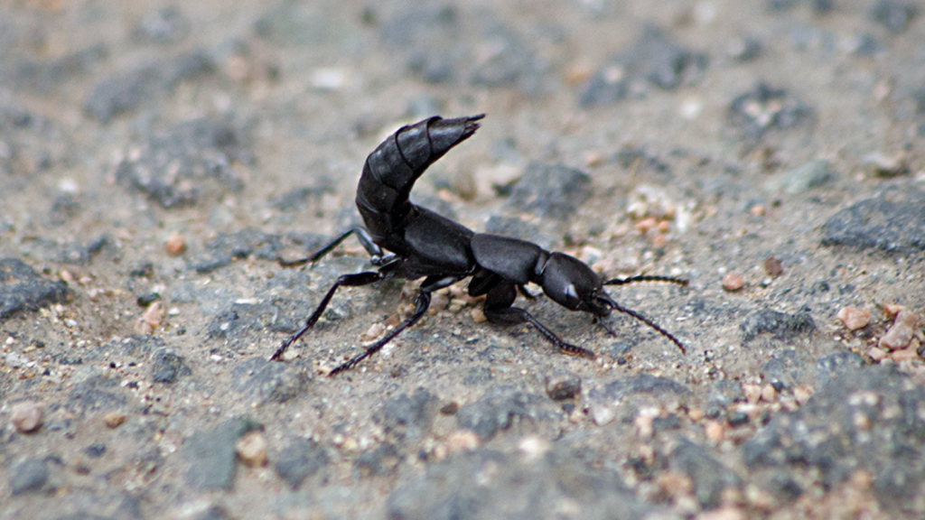 Devil's Coach Horse Beetle | Defensive Scorpion Pose