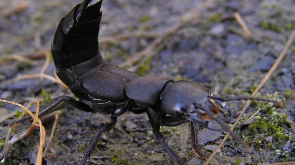 Devil’s Coach Horse Beetle | Nocturnal Hunters