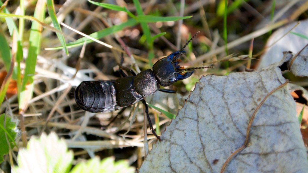 Devil’s Coach Horse Beetle | Beneficial Garden Allies