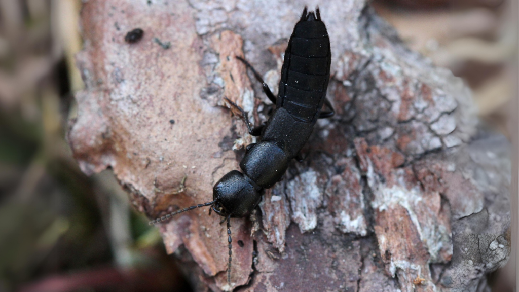 Devil’s Coach Horse Beetle | Winter Survivors