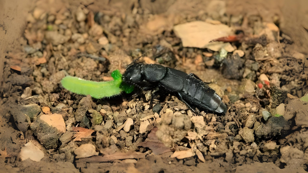 Devil’s Coach Horse Beetle | Cannibalistic Tendencies