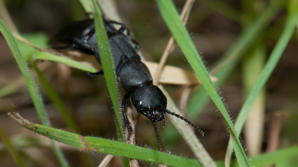 Devil's Coach Horse Beetle | Lengthy Lifespan