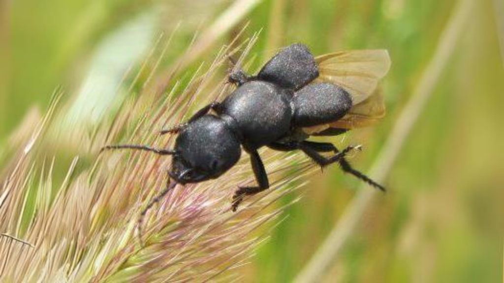 Devil's Coach Horse Beetle | Excellent Flyers