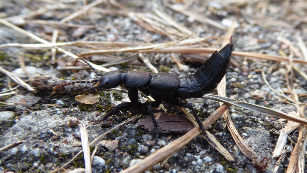 Devil's Coach Horse Beetle | Ancient British Residents