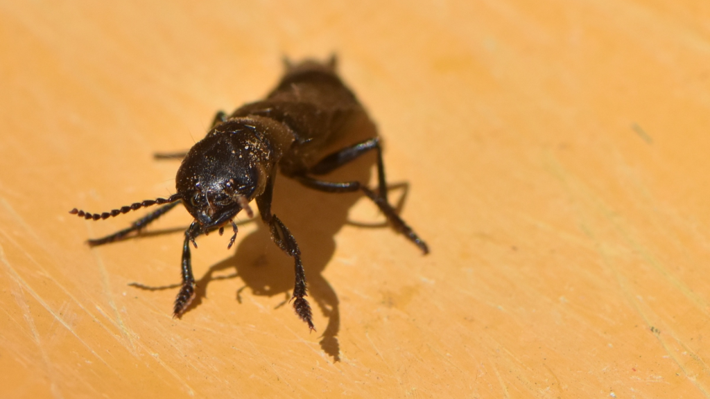 Devil's Coach Horse Beetle | UV Light Attraction