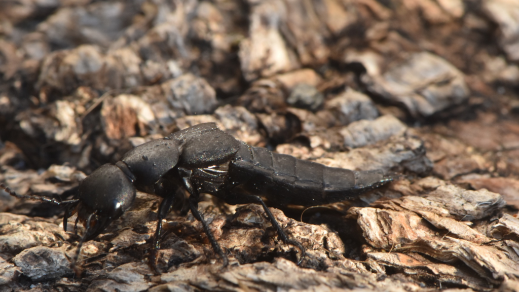 Devil's Coach Horse Beetle | Diverse Habitats