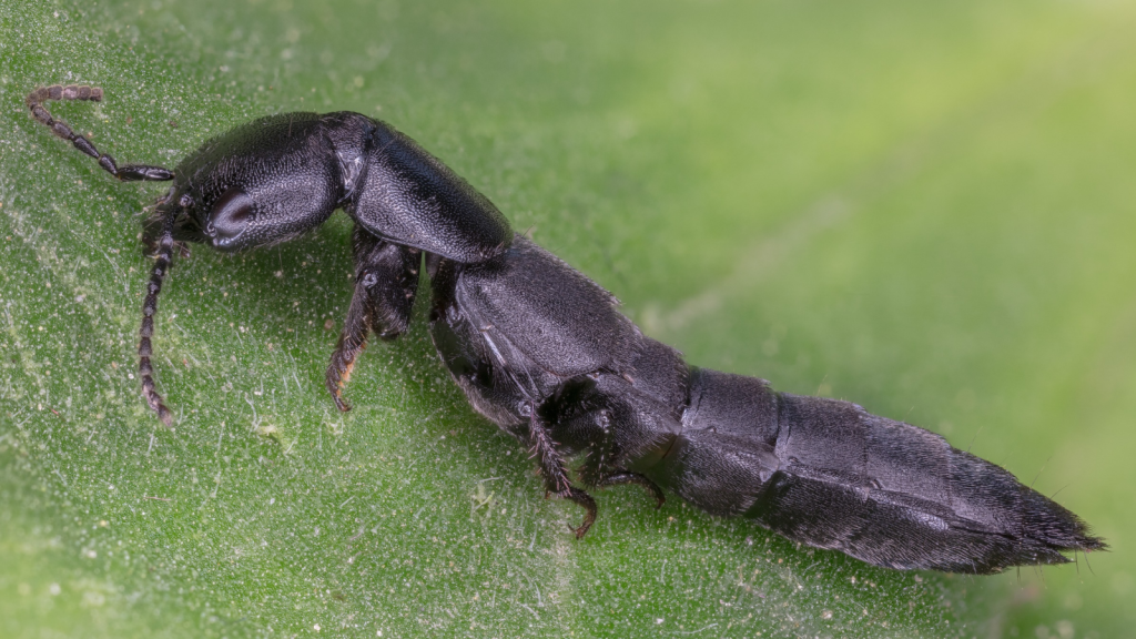 Devil's Coach Horse Beetle | Parental Care