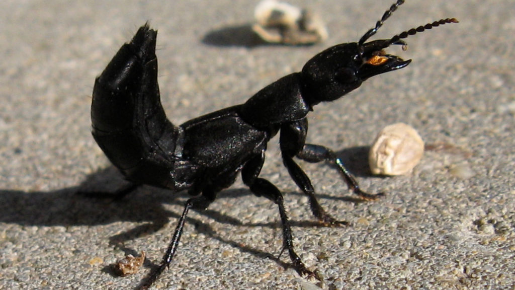 Devil's Coach Horse Beetle | Name Origins