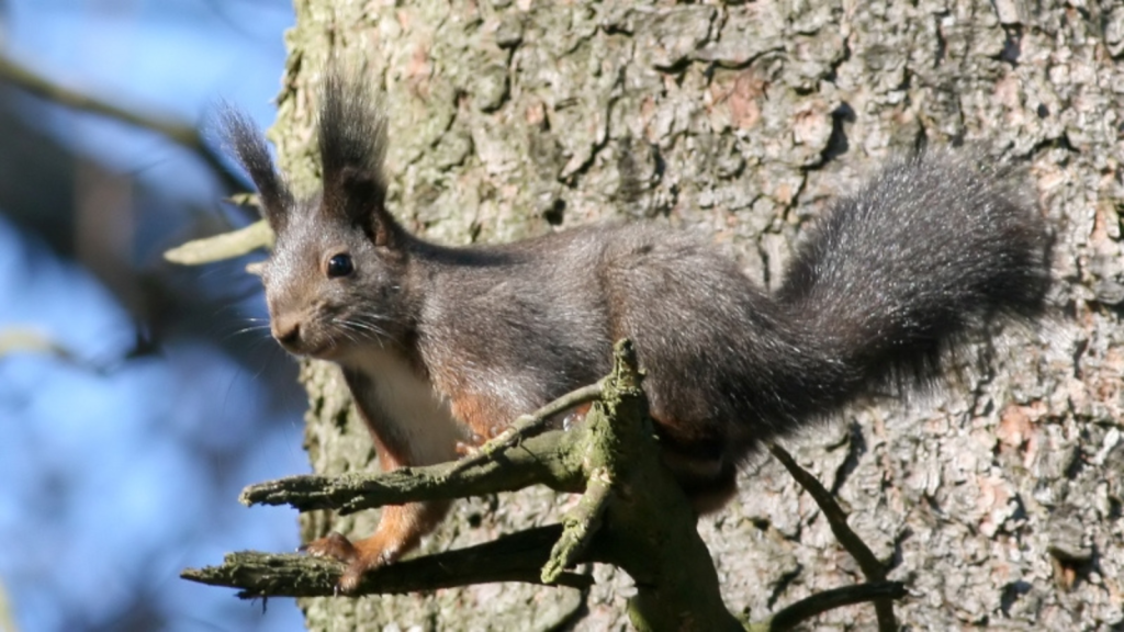 Red Squirrels | They're Not Always Red