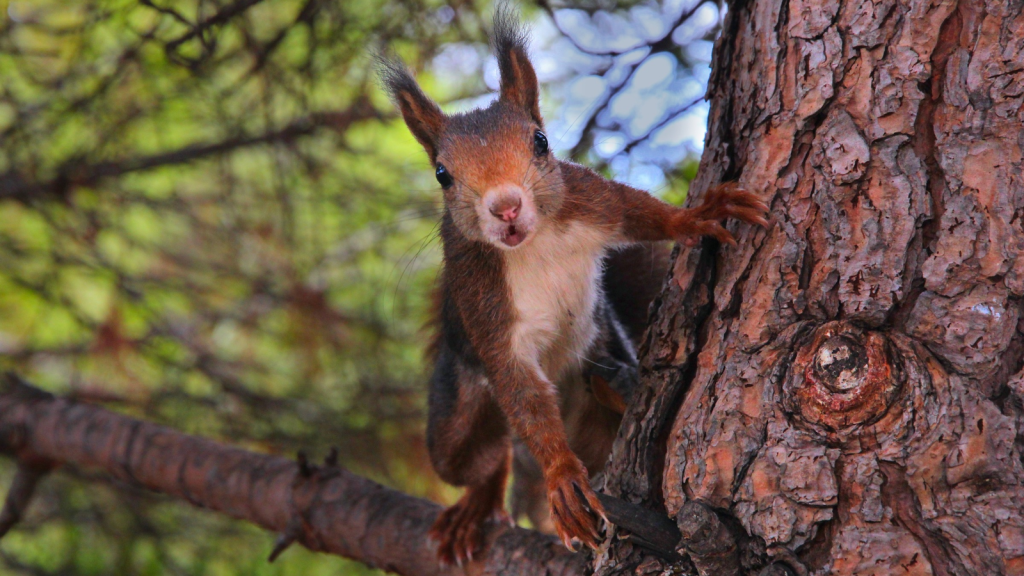 The Secret Life of Red Squirrels | 18 Facts You Probably Didn't Know