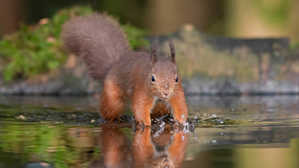 Red Squirrels | They're Fantastic Swimmers