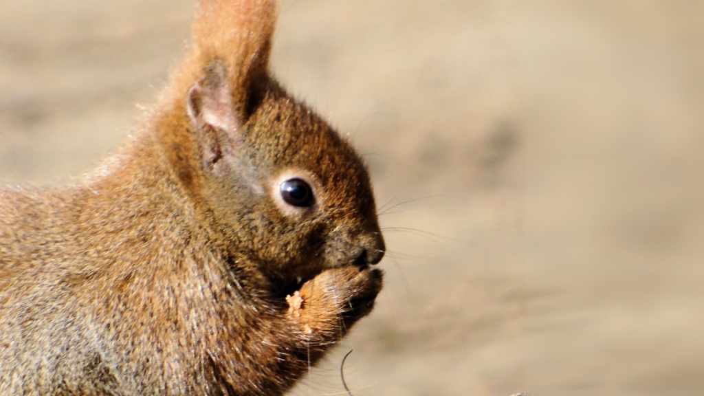 Red Squirrels | They Have Built-in Sunglasses