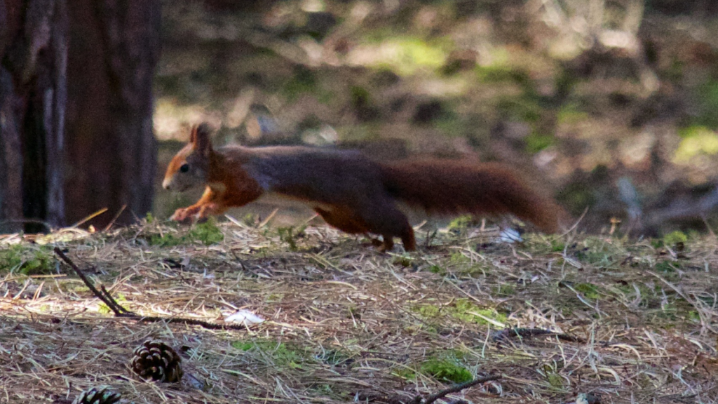 Red Squirrels | They're Twice as Fast as Usain Bolt