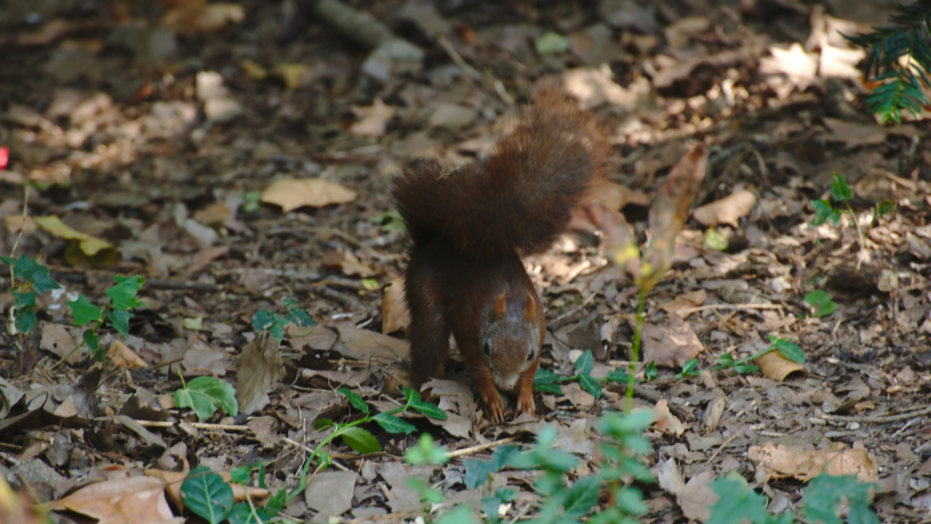 Red Squirrels | They're Clever Problem Solvers