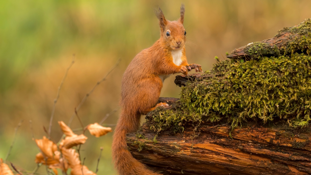 Red Squirrels | They're Officially Endangered in England and Wales