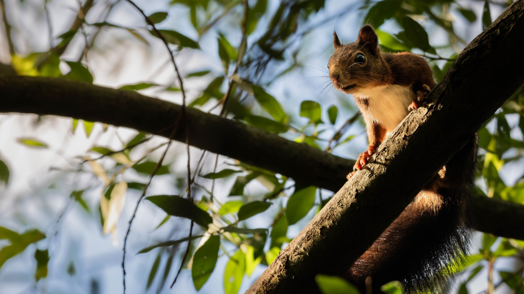 Red Squirrels | They're Early Risers