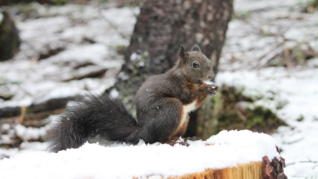 Red Squirrels | They Don't Hibernate