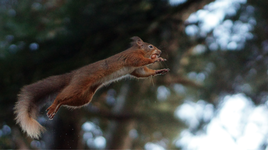 Red Squirrels | They Have Impressive Jumping Skills