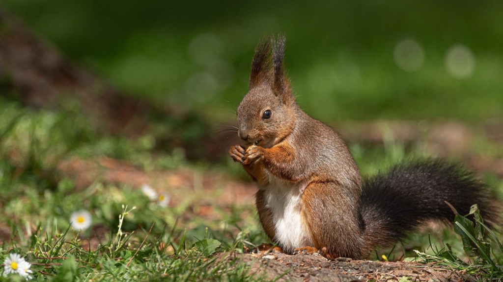 Red Squirrels | They're Mostly Vegetarian, But Not Always