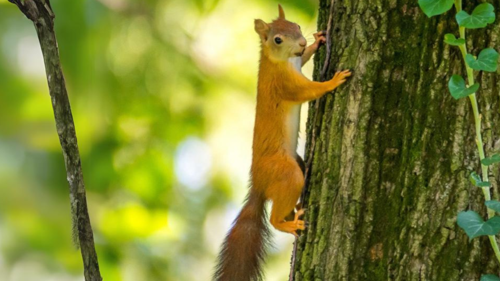 Red Squirrels | They're Vital to Forest Regeneration